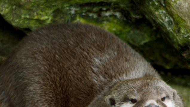 Illustration for article titled We Let Ed Sheeran Guest-Edit This List Of Fluffy Otters And He Did A Bad Job